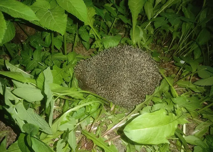 Z Ogrodem Nr 2 Typu * Mragowo